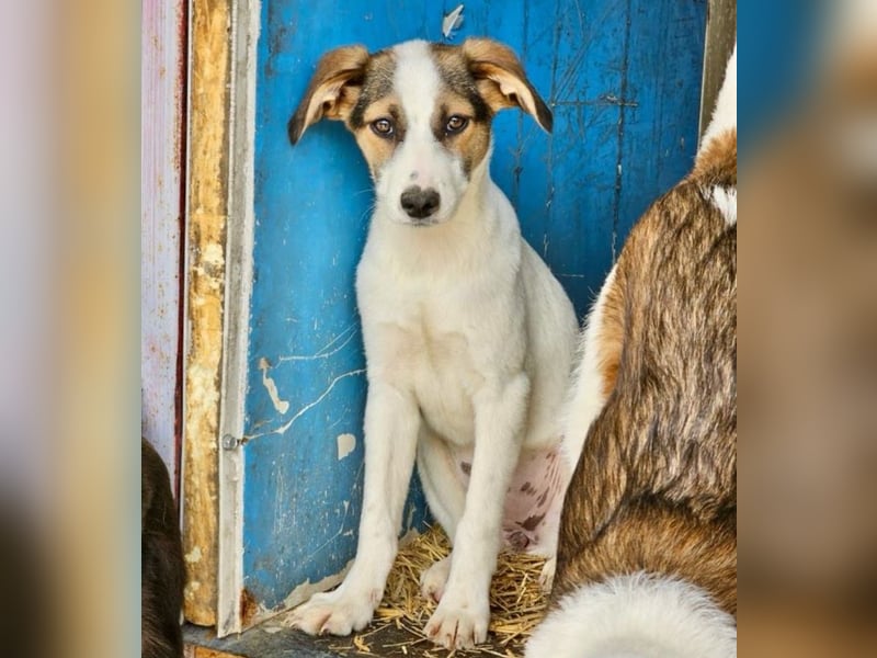 Nalani - Welpenmädchen aus der Tötung sucht Liebe!