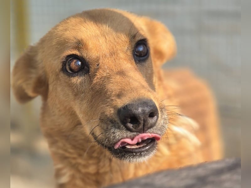 Sienna - schöne Hündin mit viel Potenzial sucht Zuhause (D/ CH/ LUX)