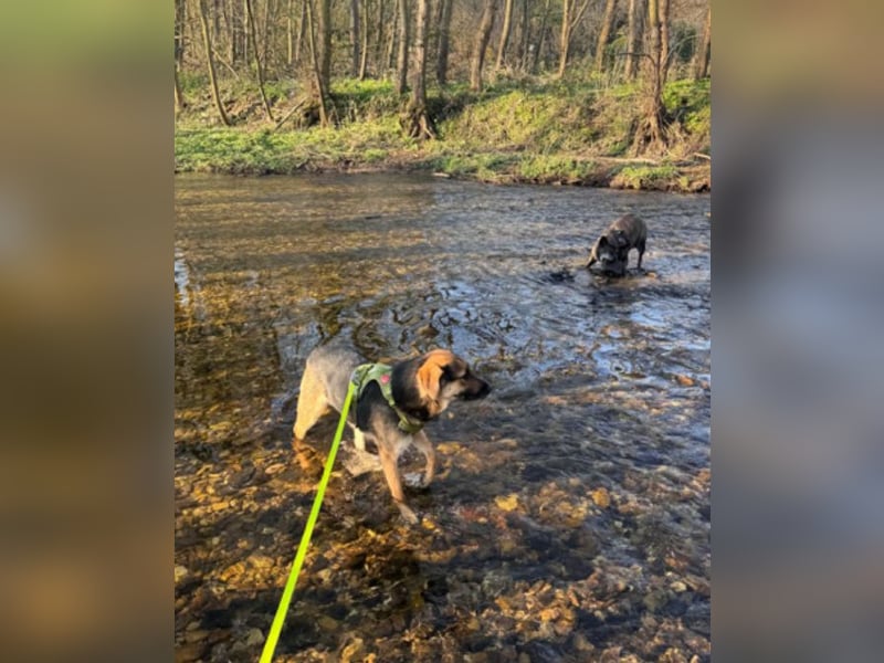 Lieber Schäfi-Mix Loki in 60437 Frankfurt