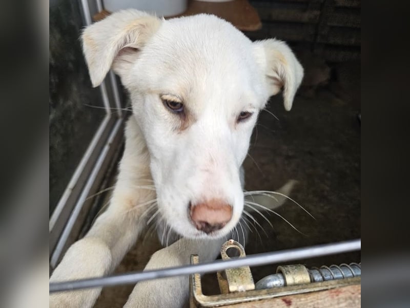 Welpenmädchen Kerry sucht Familie