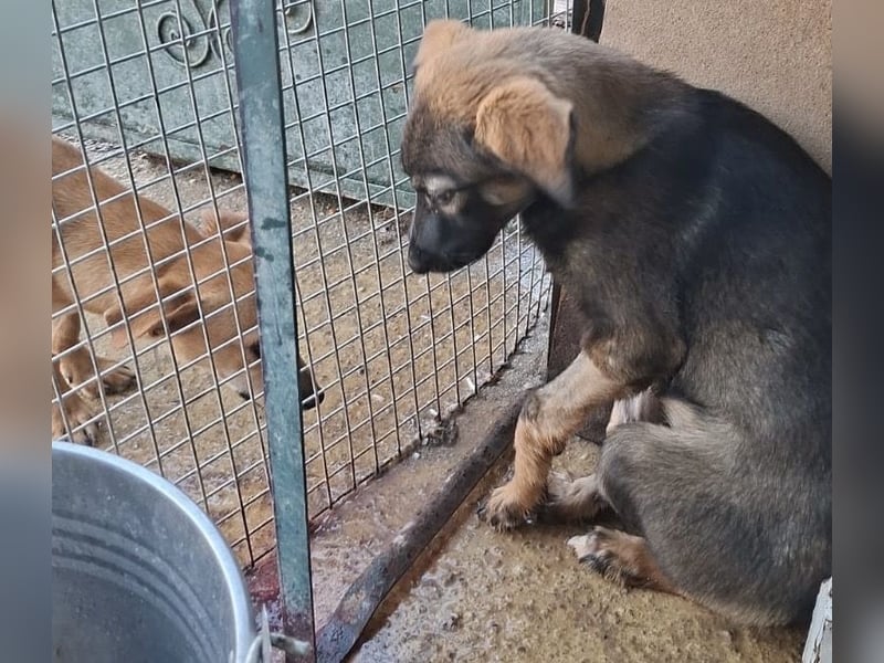 Welpenmädchen Nairobi wünscht sich eine Familie