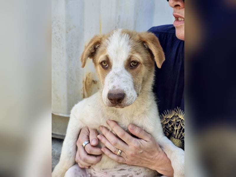 Welpe Teddy sucht Körbchen (D/CH/LUX)