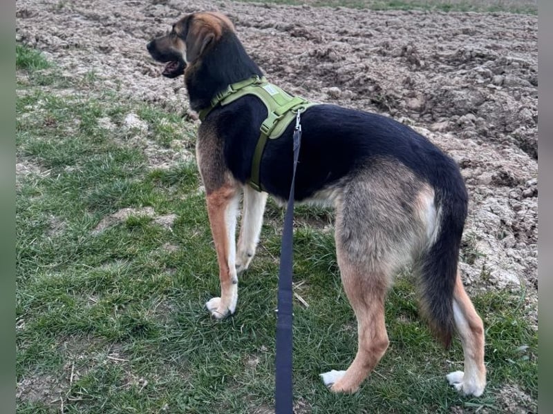 Lieber Schäfi-Mix Loki in 60437 Frankfurt