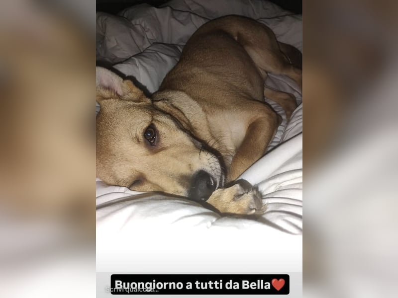 Junge Mischlingshündin Bella sucht liebevolles Zuhause (D/ LUX/ CH)