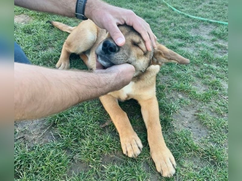 Welpe Leo - mag Katzen, Hunde und Kinder