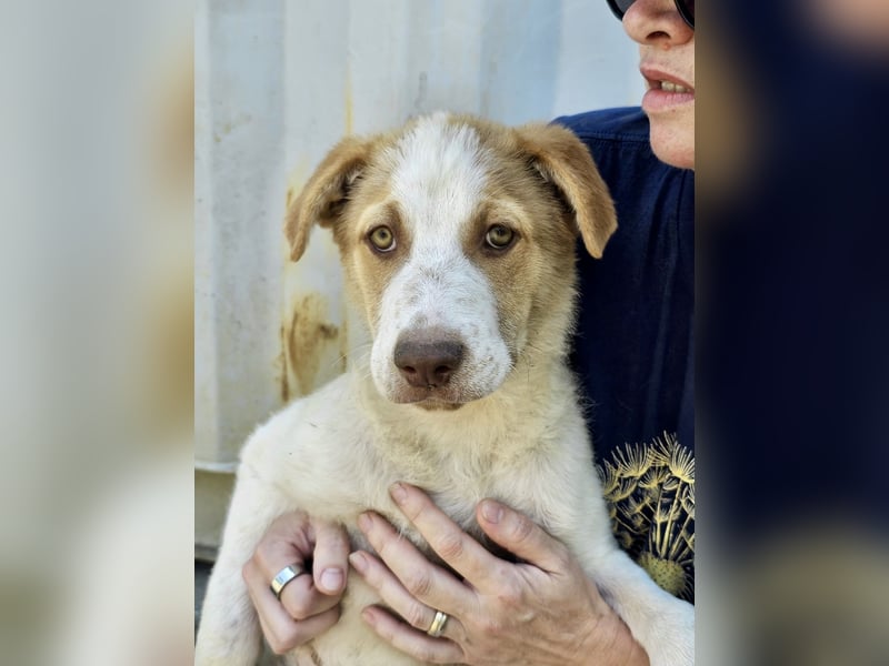 Welpe Teddy sucht Körbchen (D/CH/LUX)