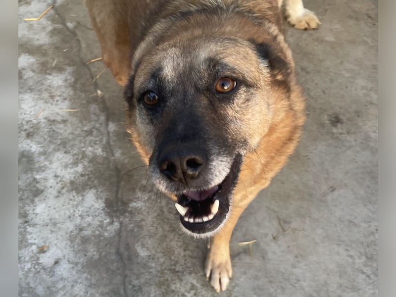 Cody - verschmuste, liebe Wasserratte