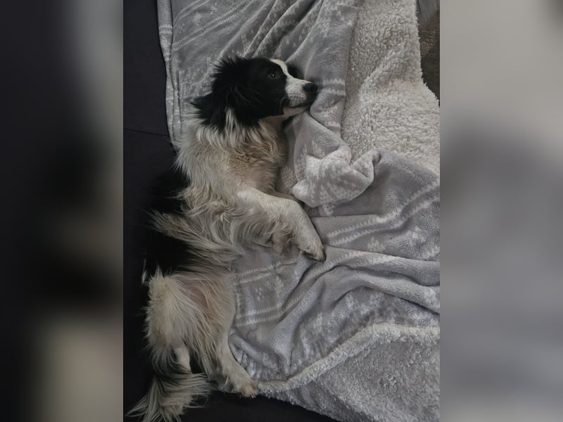 Liebe Tessa sucht ein Zuhause mit Mama Ria (D/ LUX/ CH)
