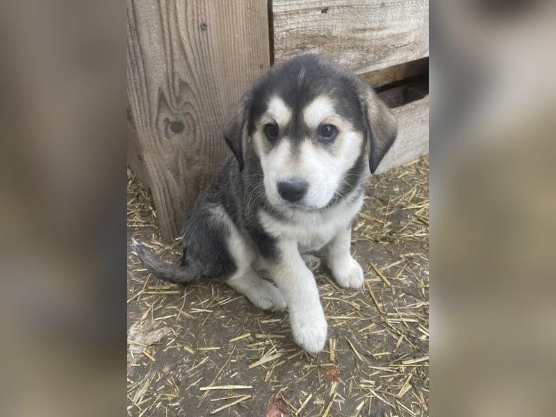 Lucy - liebe, aufgeschlossene, lernfreudige Maus