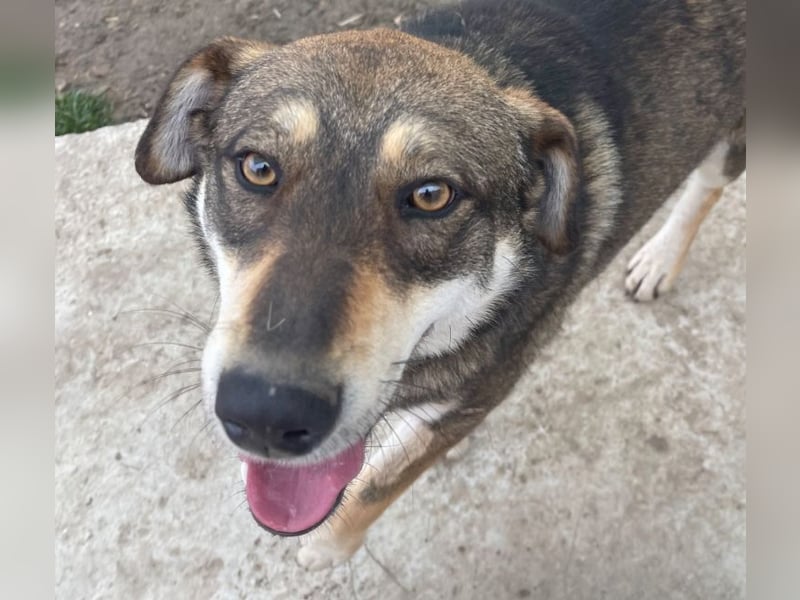 Verschmuster Duke sehnt sich nach Liebe!