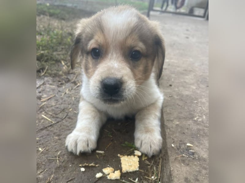 Nuggets - Kleiner Entdecker
