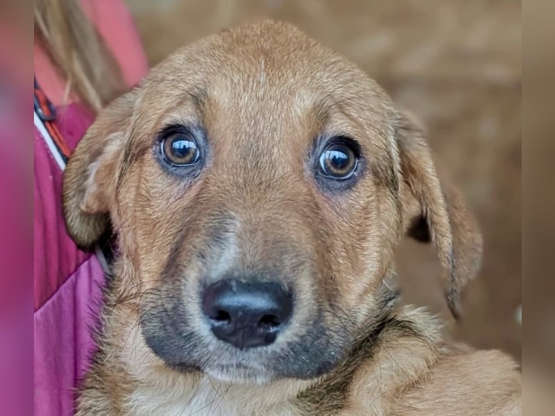 Welpenbub Aury - in 25704 Meldorf