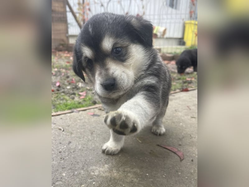 Lucy - liebe, aufgeschlossene, lernfreudige Maus