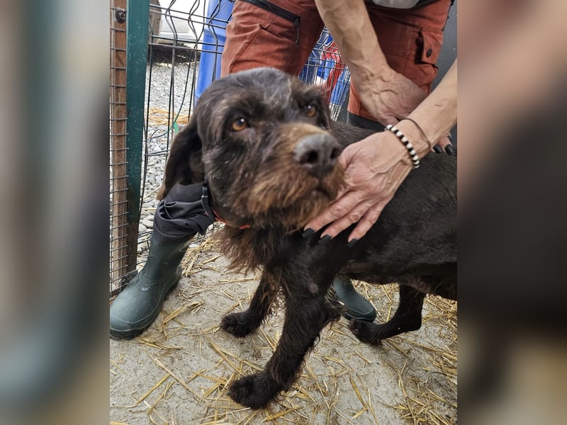 Brownie - liebevolle Seniorin sucht Gnadenplatz
