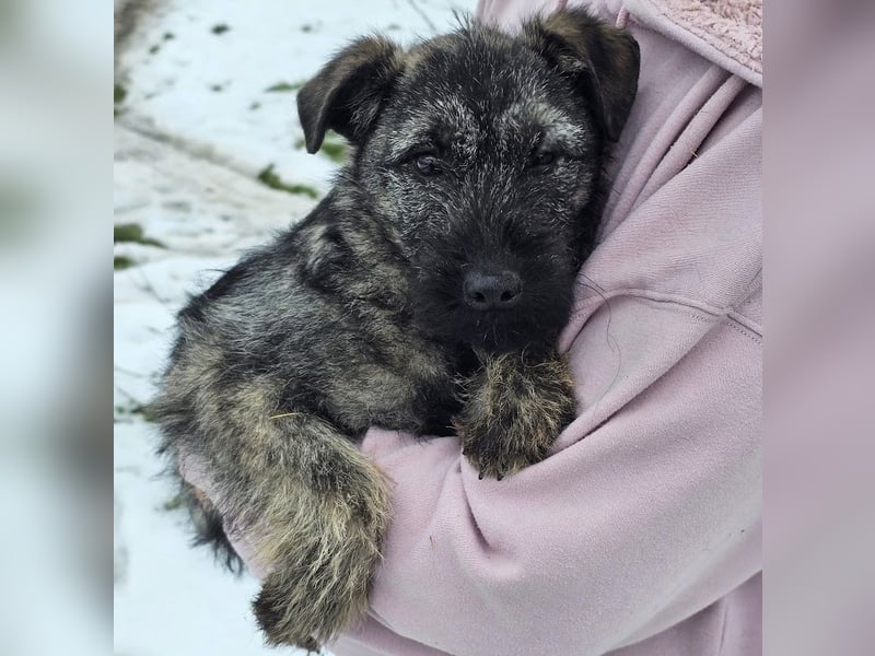 Cleo - gerettet aus der Tötung!