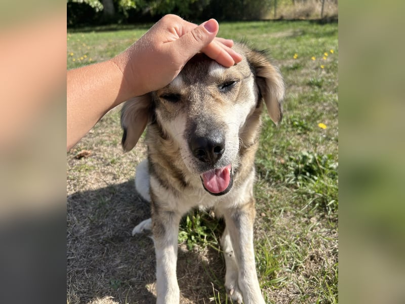 Bella - schwer misshandelte Hündin sucht Glück