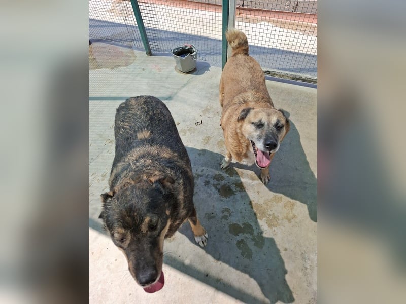 Cody - verschmuste, liebe Wasserratte