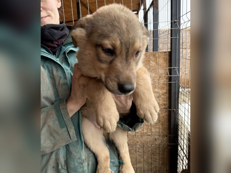 Welpe Thiago - sensibel und sanft - sucht dringend ein Zuhause