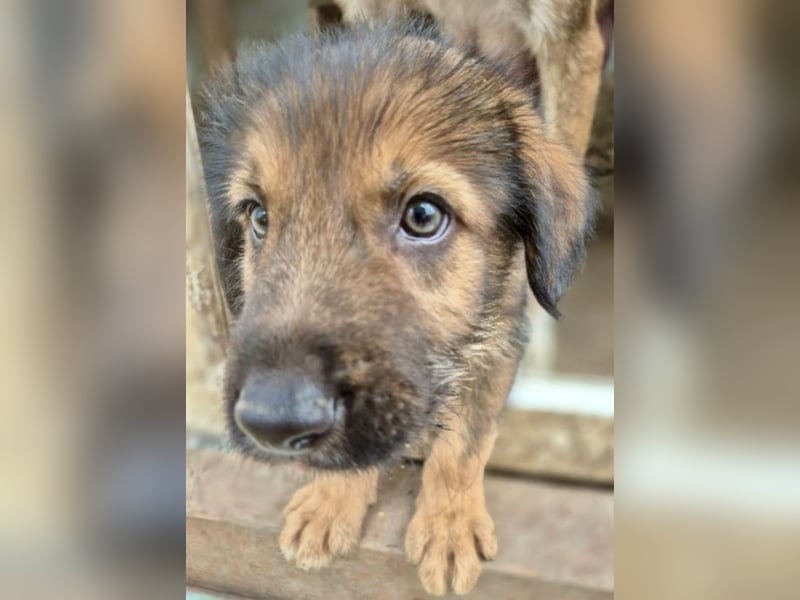 Bluey - auf der Suche nach seiner Familie