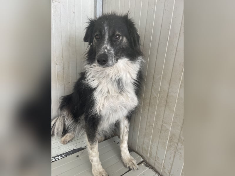 Ruhige Seele Angel sucht ihr Zuhause (D/CH/LUX)