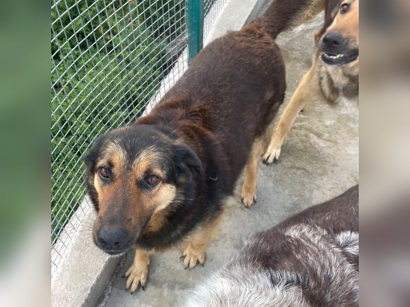 Kuschelmaus Raya - auf PS in Bayern (86576)