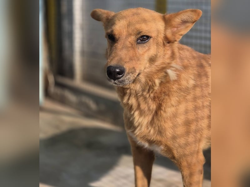 Sienna - schöne Hündin mit viel Potenzial sucht Zuhause (D/ CH/ LUX)