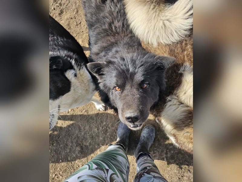 Chow-Mix-Terra - lieb, menschenbezogen, unkompliziert