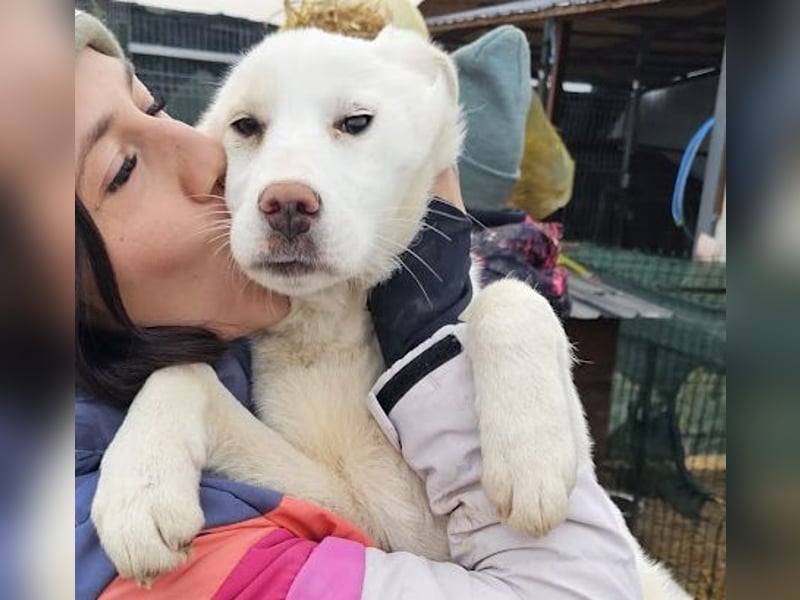 Welpenmädchen Kerry sucht Familie