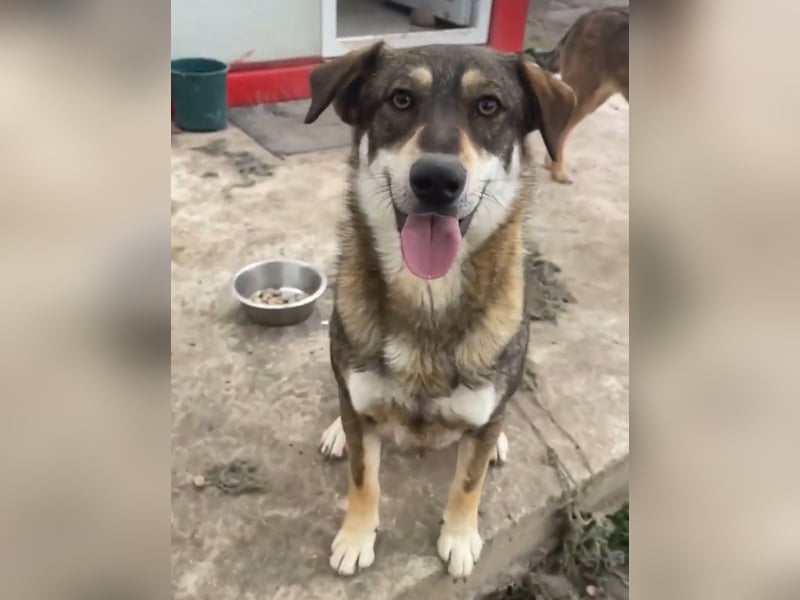 Verschmuster Duke sehnt sich nach Liebe!