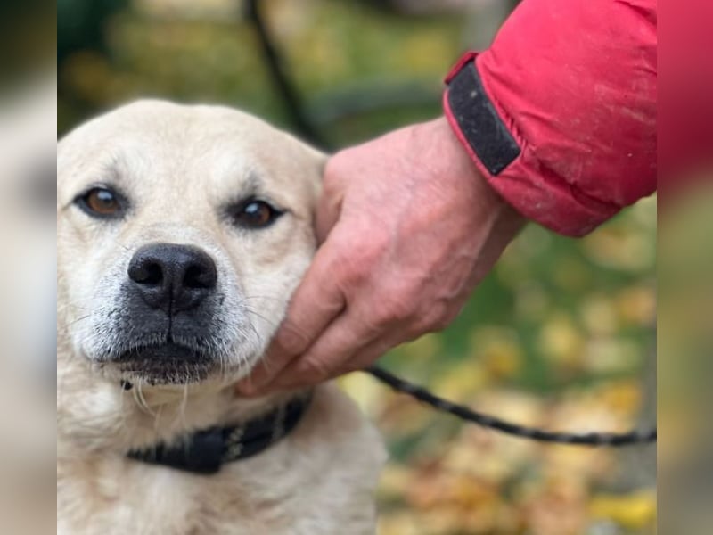 Max - seeehr verschmust u. lieb!