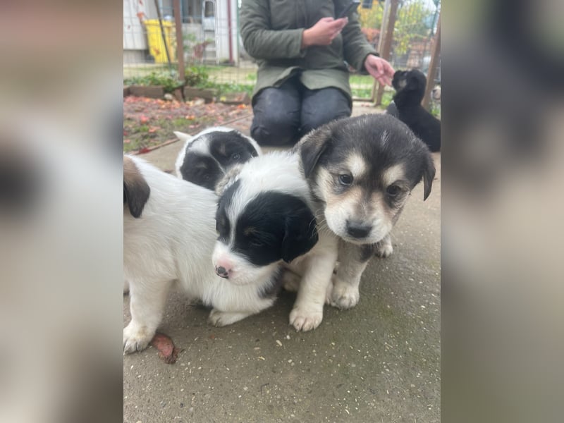 Lucy - liebe, aufgeschlossene, lernfreudige Maus