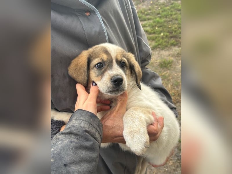 Nuggets - Kleiner Entdecker