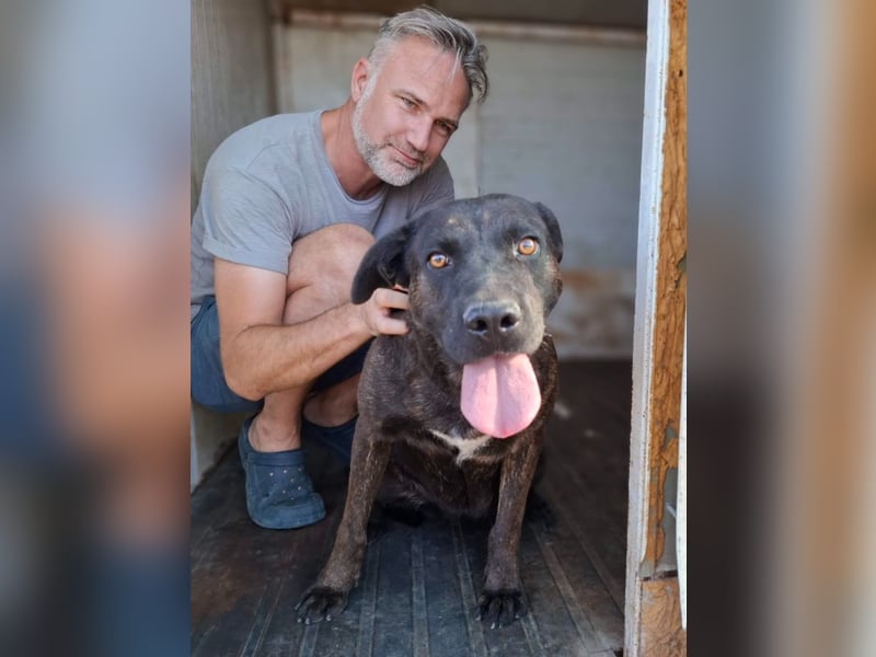Paula - verschmuster Cane Corso-Mix