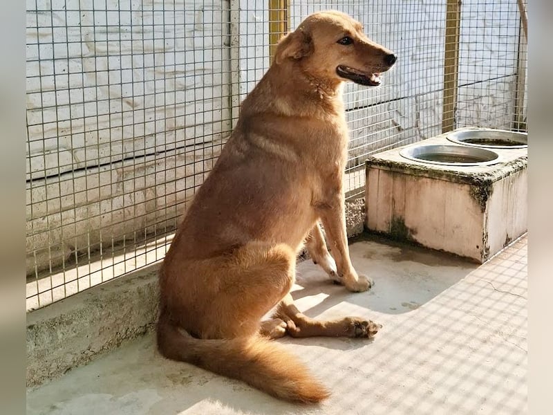 Sienna - schöne Hündin mit viel Potenzial sucht Zuhause (D/ CH/ LUX)