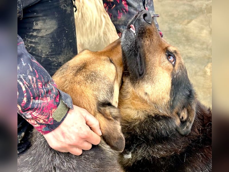 Kuschelmaus Raya - auf PS in Bayern (86576)