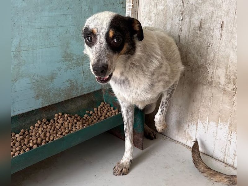 Rasty - schüchterner, 3-jähriger, lieber Rüde sucht ruhiges Zuhause