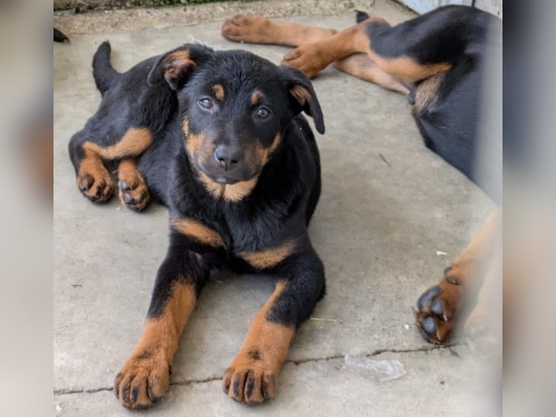 Welpenmädchen Dina sucht Körbchen (D/CH/LUX)