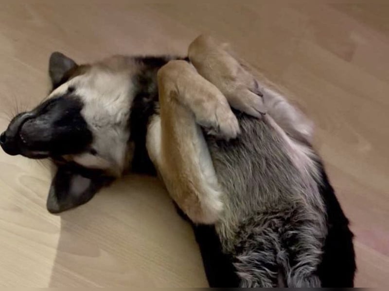 Lieber Schäfi-Mix Loki in 60437 Frankfurt