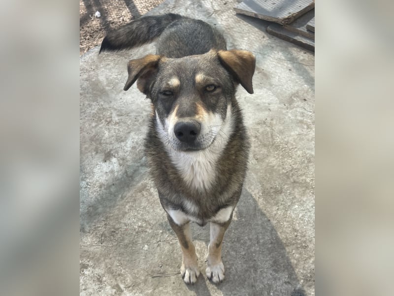 Verschmuster Duke sehnt sich nach Liebe!