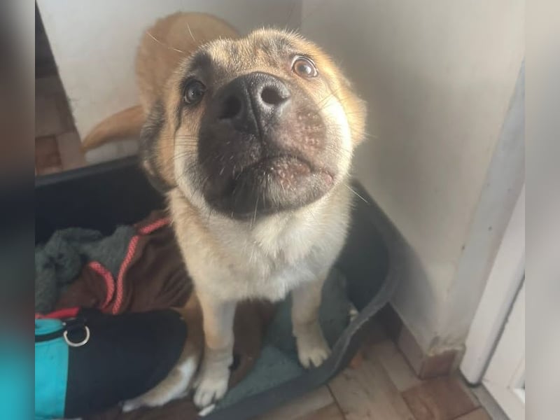 Welpe Samir - angefahren und zurückgelassen