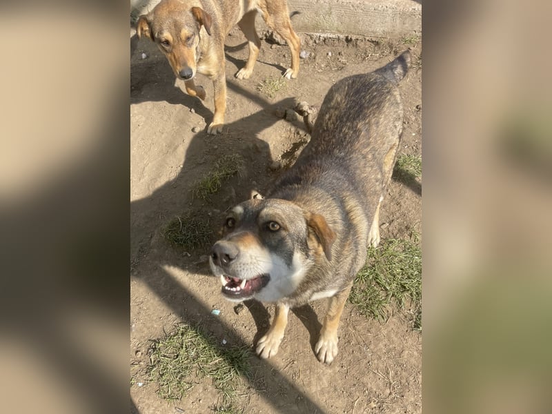 Verschmuster Duke sehnt sich nach Liebe!