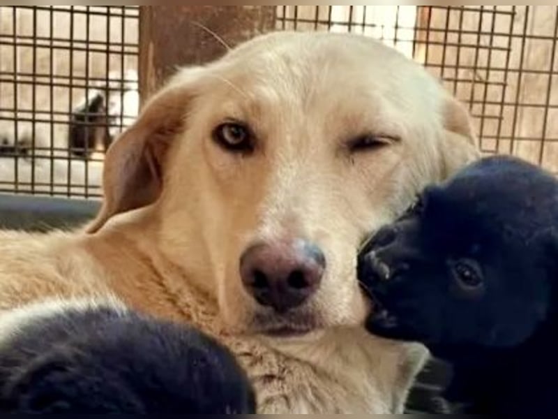 Nola - liebevolle Mama sucht ein Zuhause