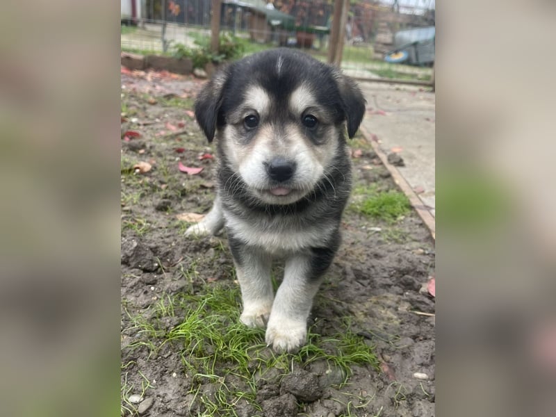 Lucy - liebe, aufgeschlossene, lernfreudige Maus