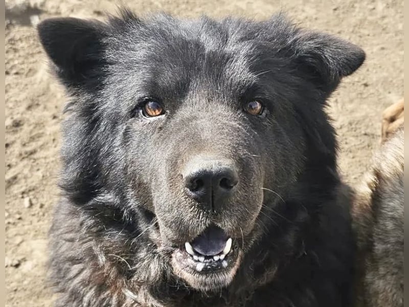 Chow-Mix-Terra - lieb, menschenbezogen, unkompliziert