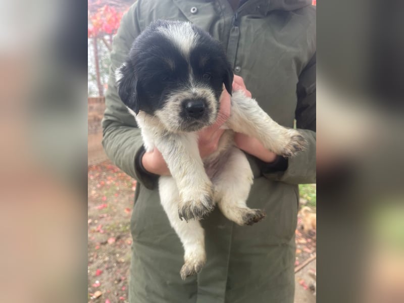 Welpenmädchen Phoebe sucht ihre Familie!