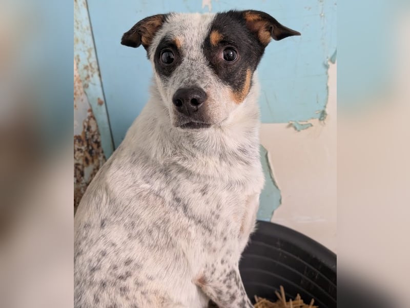 Rasty - schüchterner, 3-jähriger, lieber Rüde sucht ruhiges Zuhause