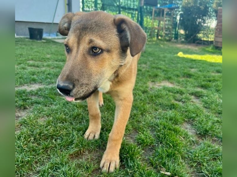 Welpe Leo - mag Katzen, Hunde und Kinder