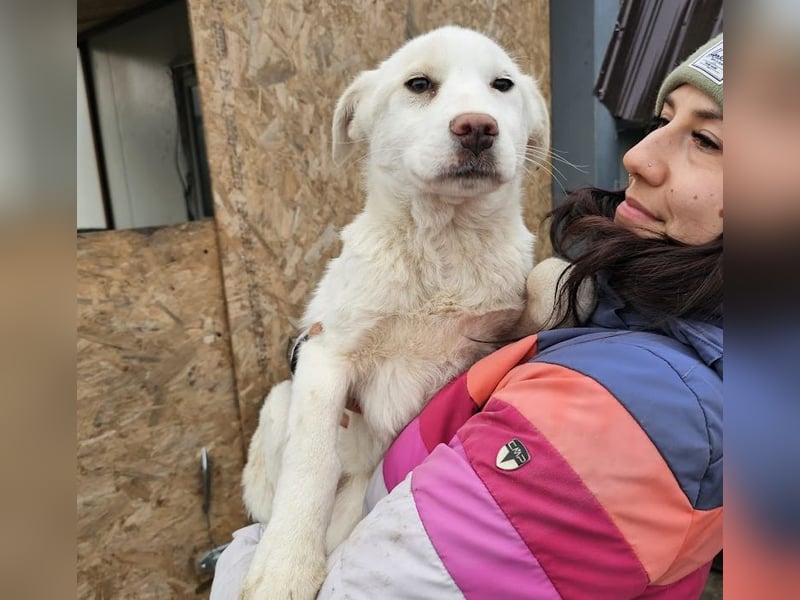 Welpenmädchen Kerry sucht Familie