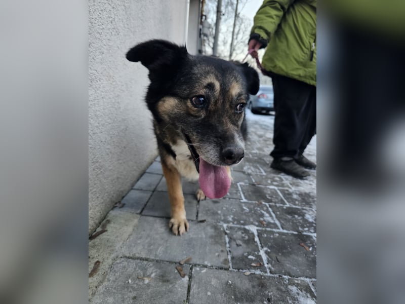 Kiruna sucht endlich ihr Körbchen