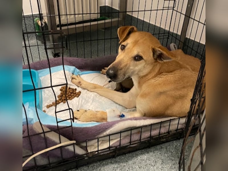 Leni - sehr lieb + sanft